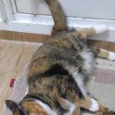 꼬맹이그루밍 이미지