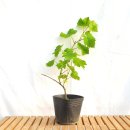 그린피아 이미지