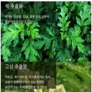 메이신릴렉스
