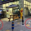 고양이두마리 네이버블로그