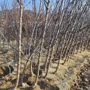 일심1로R 이미지