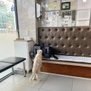 찬샘동물병원 이미지