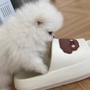 마이도그(My Dog) 이미지