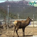 엘크사슴 이미지