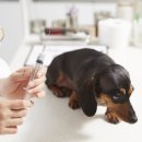 마스터 동물의료센터 이미지