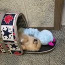 댕댕이살롱 이미지