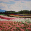 북해도 후라노여행2 - 라벤더엔을 거쳐 팜 도미타에서 라벤더 꽃을 보다! 이미지