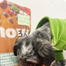 부산애견호텔 애견유치원 맘바이 서면본점 이미지