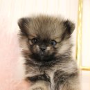 경기도 수원시 팔달구 효원로219번길 46-4 (인계동) 이미지