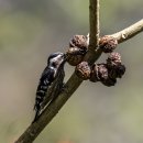 Grey-capped Pygmy Woodpecker 이미지