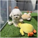 광주 강아지분양 고양이분양 어반펫 광주본점 이미지