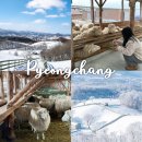 깜순이농장 | 강원도 평창 대관령 양떼목장 겨울 평창 가볼만한곳