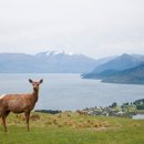 사슴약국 이미지