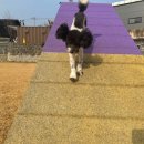 돌담펫호텔 이미지