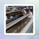 활성산흑염소목장 | 임산부 흑염소 만족스러웠던 진액 선택한 후기