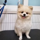 까끌레멍 이미지