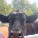 대우농장 이미지