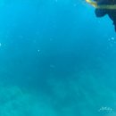 파란 | 괌 돌핀투어 돌핀크루즈 파란크루즈 내돈내산 후기