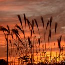 하늘공원 이미지