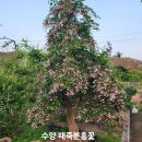 나무뜨락 - 군산시 백토로 22 | 나무뜨락