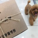 닥터호오 동물병원 이미지