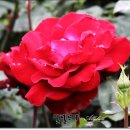 조선대학교 장미원 이미지