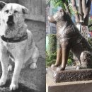 하치이야기 이미지