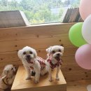 모찌누나