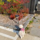 더 레이크 서지 이미지