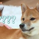 뜨르들로 이미지