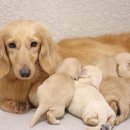 퍼피 비비드(puppy vivid) | [VIVID KENNEL] 크림 장모 닥스훈트 교배 안내 프레셔스퍼피켄넬!