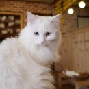 반갑다 창문밖 고양이 이미지