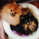 보리콩이네 이미지