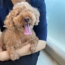 남산연합동물병원 이미지