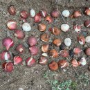 아모르데이A 이미지