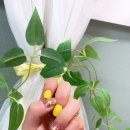 쏠라네일