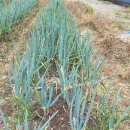 하늘비 홍삼원 이미지