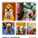 놀러오개 송파점 | 1등 아니면 안하는 놀러오개 애견유치원 &amp; 애견호텔 서울 송파점💪💪