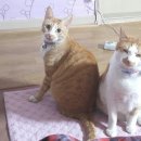 미랑미랑 이미지