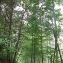 상관편백숲길 이미지