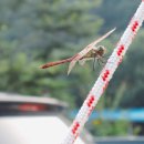 봉강 하조 오토캠핑장 이미지