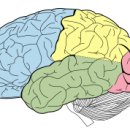 전두엽 이론 - 전두엽의 기능을 알아야 치매를 예방할 수 있다 이미지