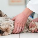 이프동물의료센터 이미지