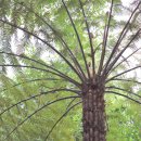 블루마운틴리틀크랜드캐련세자매봉 이미지