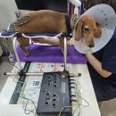 소담동물병원 이미지