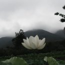 메아리