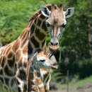 기린여행사(주) 이미지