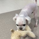 강아지를 미용하는 여자 이미지