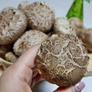 와초리농장 이미지