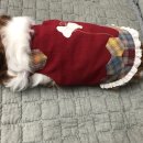 문화애견 이미지